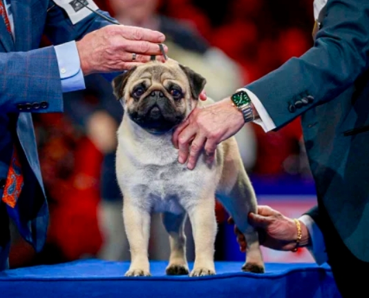 national dog show