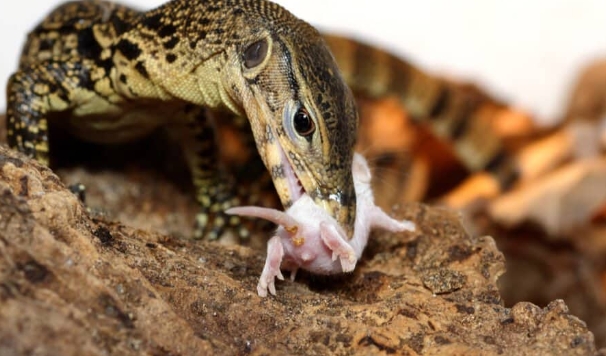 lizard food habits