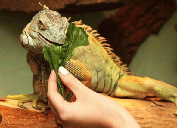 lizard feeding habits