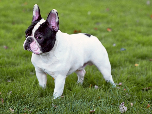 akc french bulldog breeders