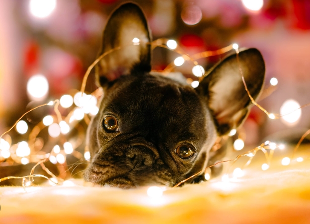 french bulldog christmas