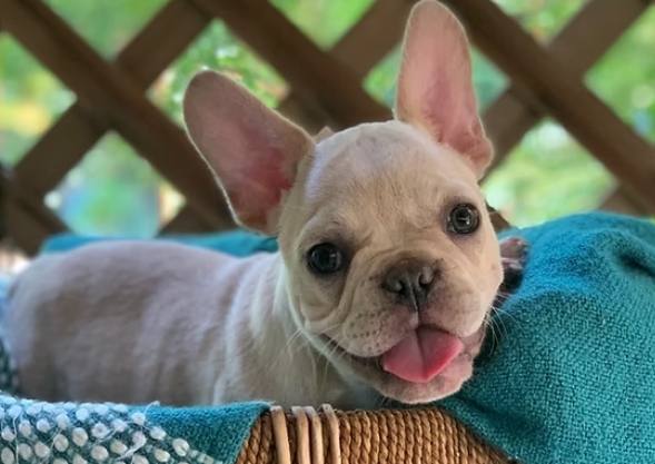 frenchies for adoption near me