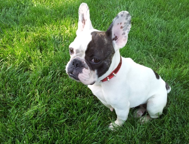 french bulldog shelter