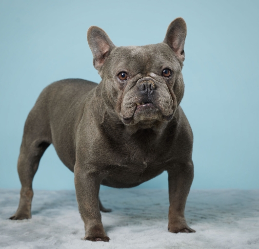 grey french bulldog