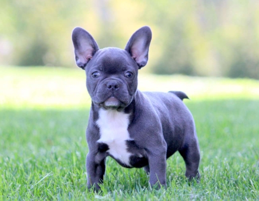 frenchton breeders