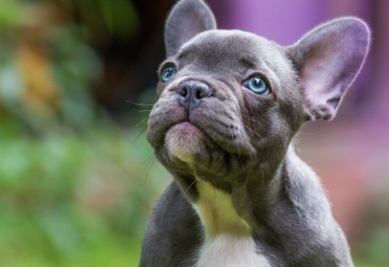 frenchie puppies price