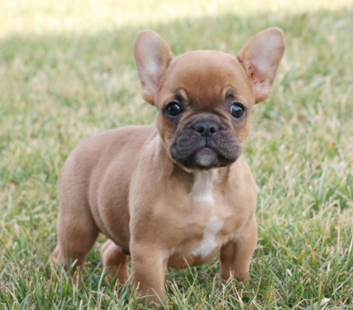 cheap french bulldogs near me