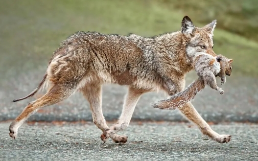 coyote feeding habits