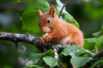 red squirrel feeding habits