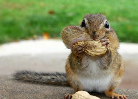 squirrel feeding habits