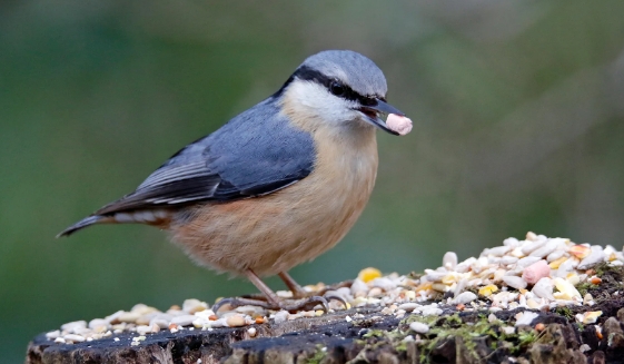 bird feeding habits