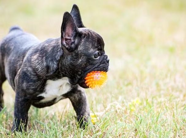 french bulldog puppies near me