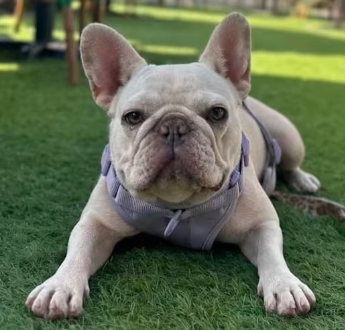 french bulldog puppies for adoption