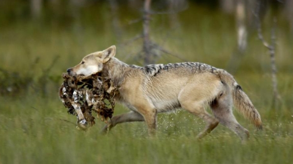 wolves diet and eating habits