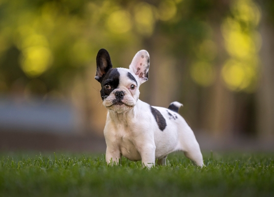 frenchie puppies