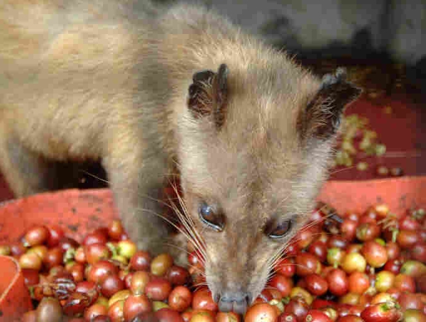 civet cat food habits