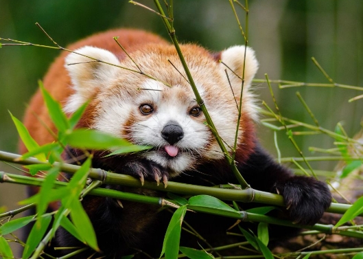 red panda diet and eating habits