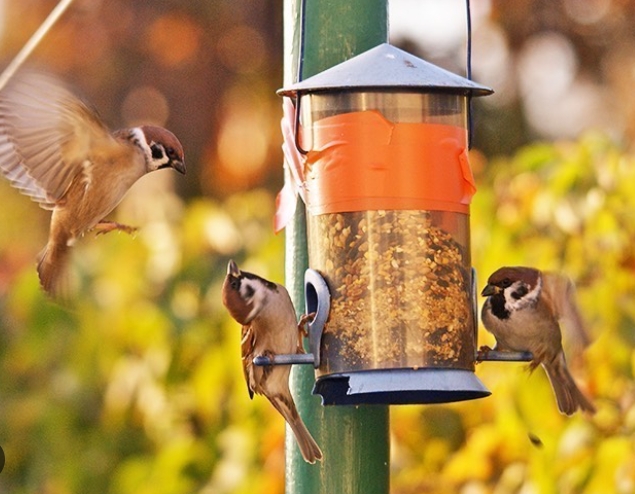 sparrow bird food habits