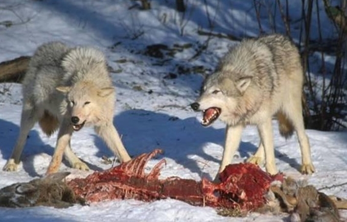 wolf eating habits