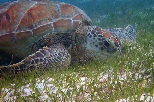 sea turtle food habits