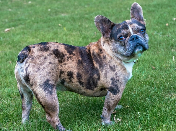 merle french bulldog