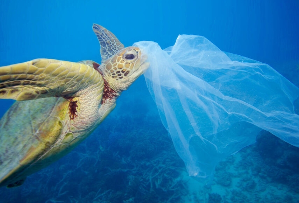 sea turtle feeding habits