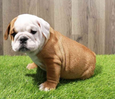 victorian bulldog puppies