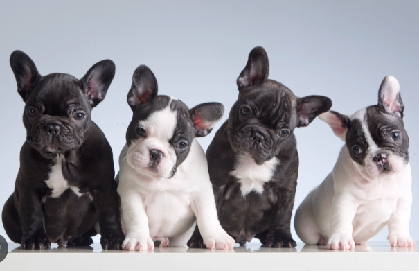 black frenchie puppy