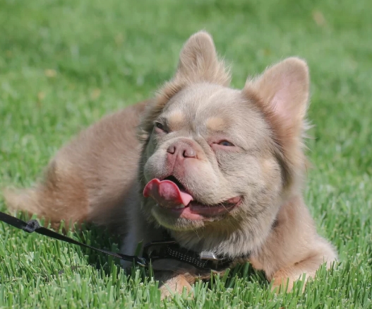 fluffy french bulldog breeder