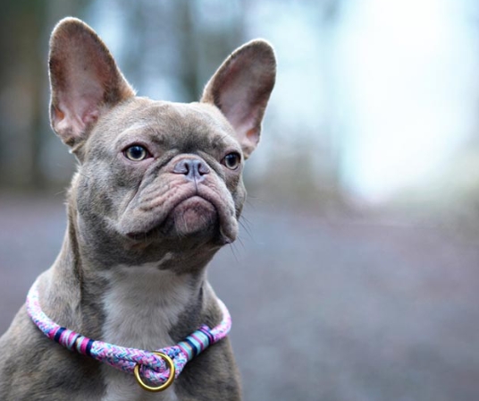 lavender french bulldog