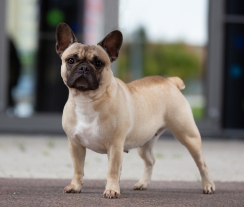 royal french bulldog