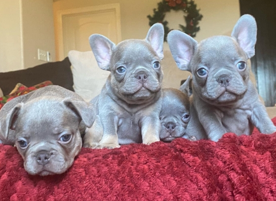 lilac french bulldog puppies