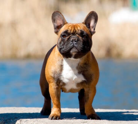 french bulldog adult