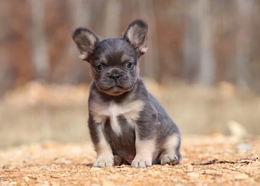 fluffy frenchie puppy